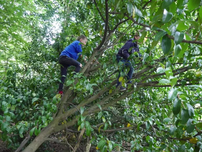 Tree climbers